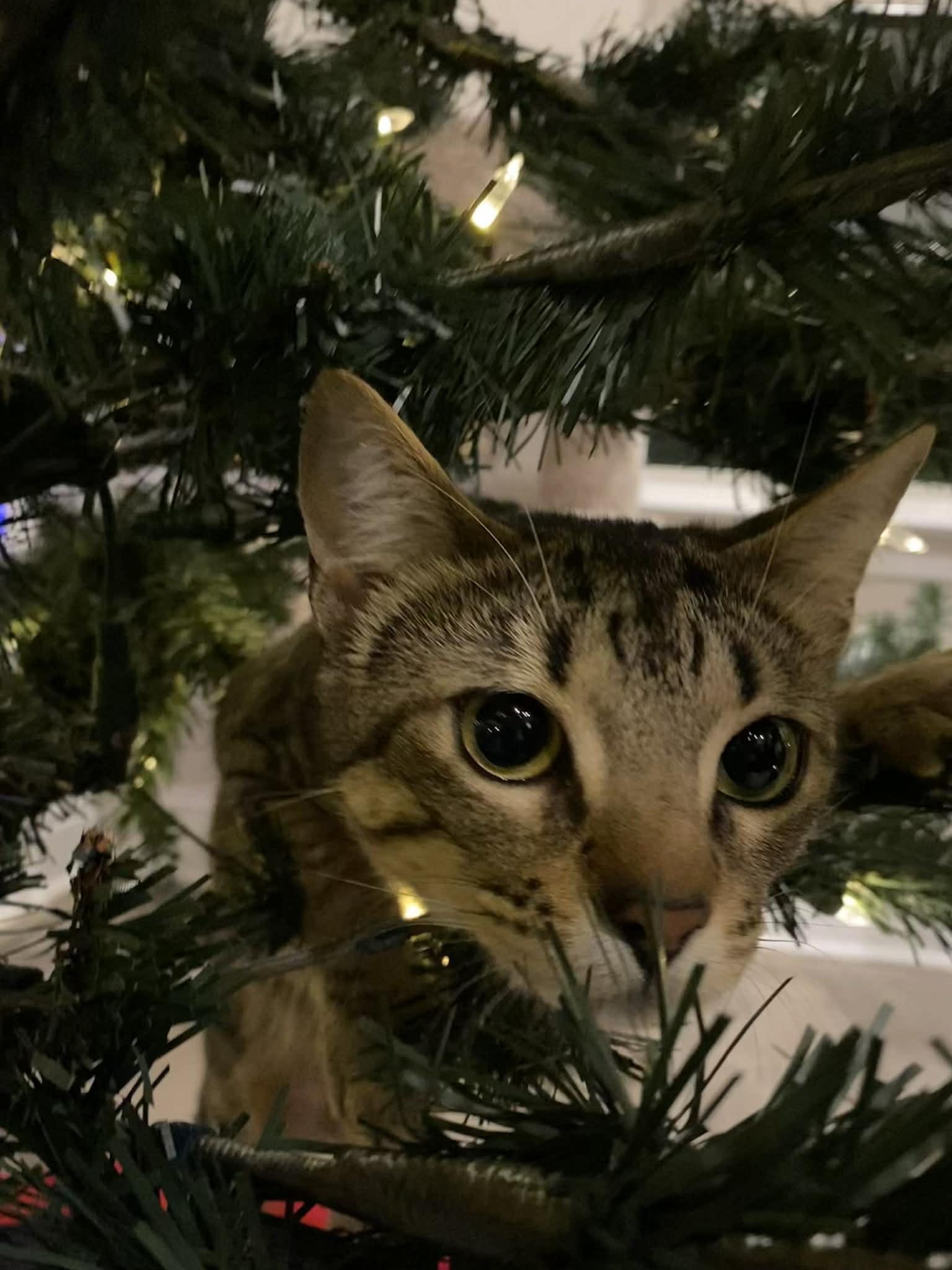 Enlarge Demeter (Adoption Pending), an adopted Domestic Short Hair in Ocean Springs, MS image 3/5