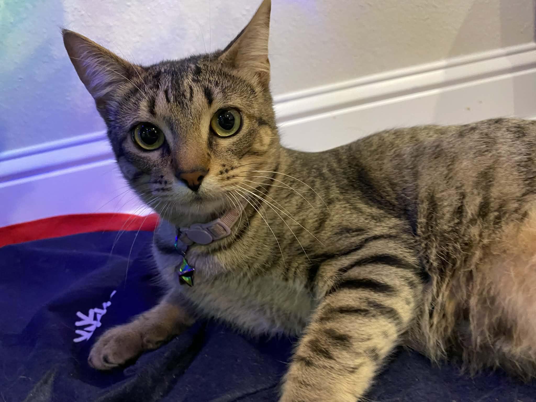 Demeter (Adoption Pending), adopted, Young Female Domestic Short Hair.