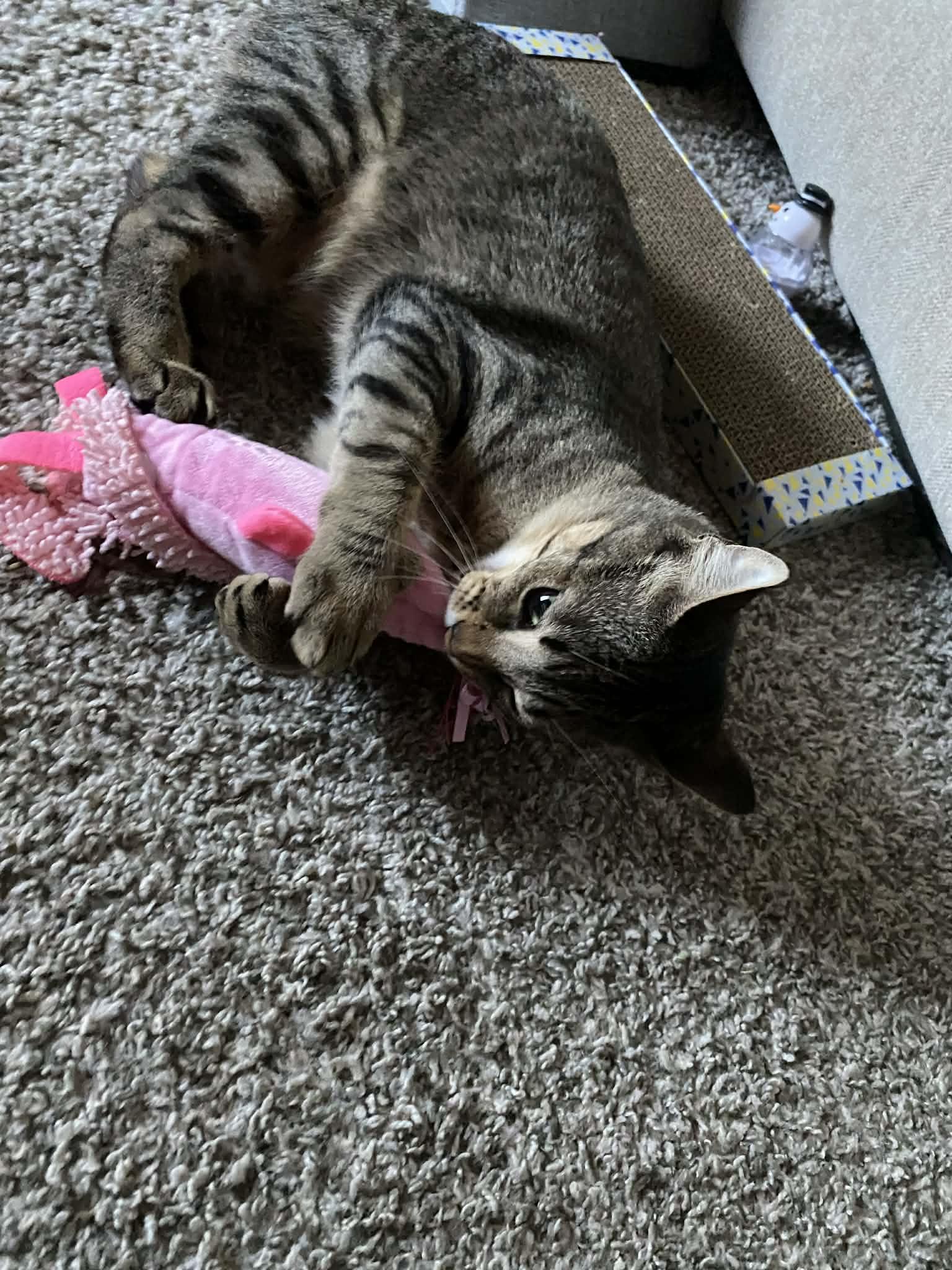 Enlarge Demeter (Adoption Pending), an adopted Domestic Short Hair in Ocean Springs, MS image 5/5