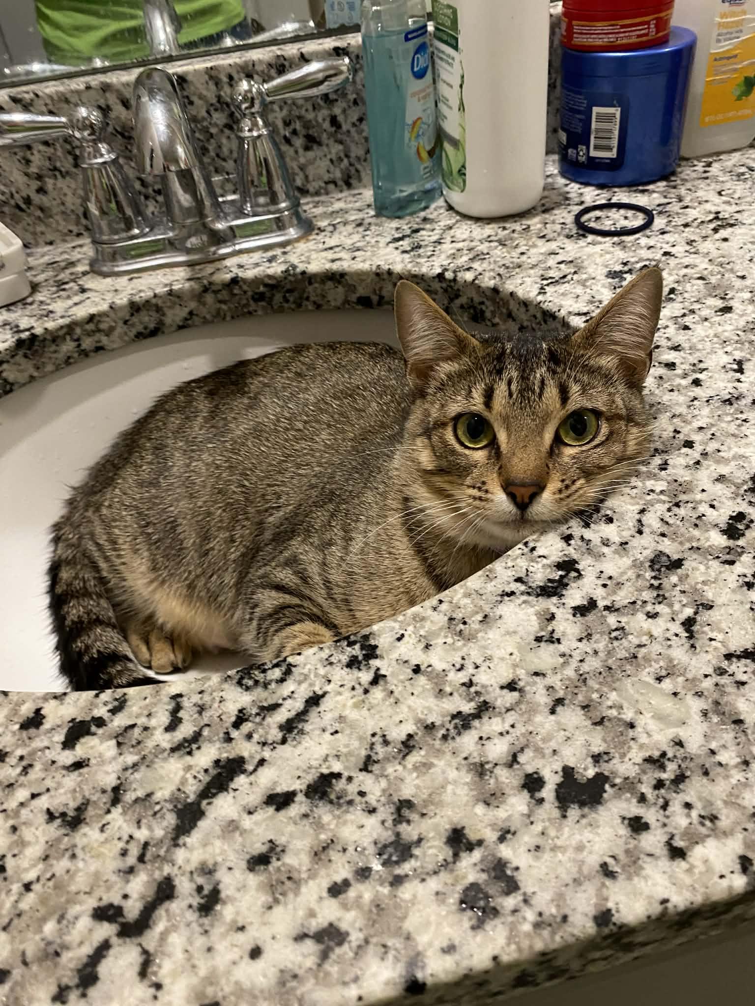 Enlarge Demeter (Adoption Pending), an adopted Domestic Short Hair in Ocean Springs, MS image 2/5