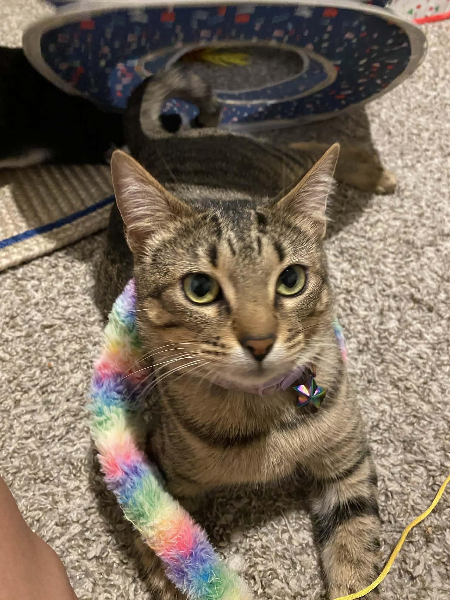 Enlarge Demeter (Adoption Pending), an adopted Domestic Short Hair in Ocean Springs, MS image 4/5