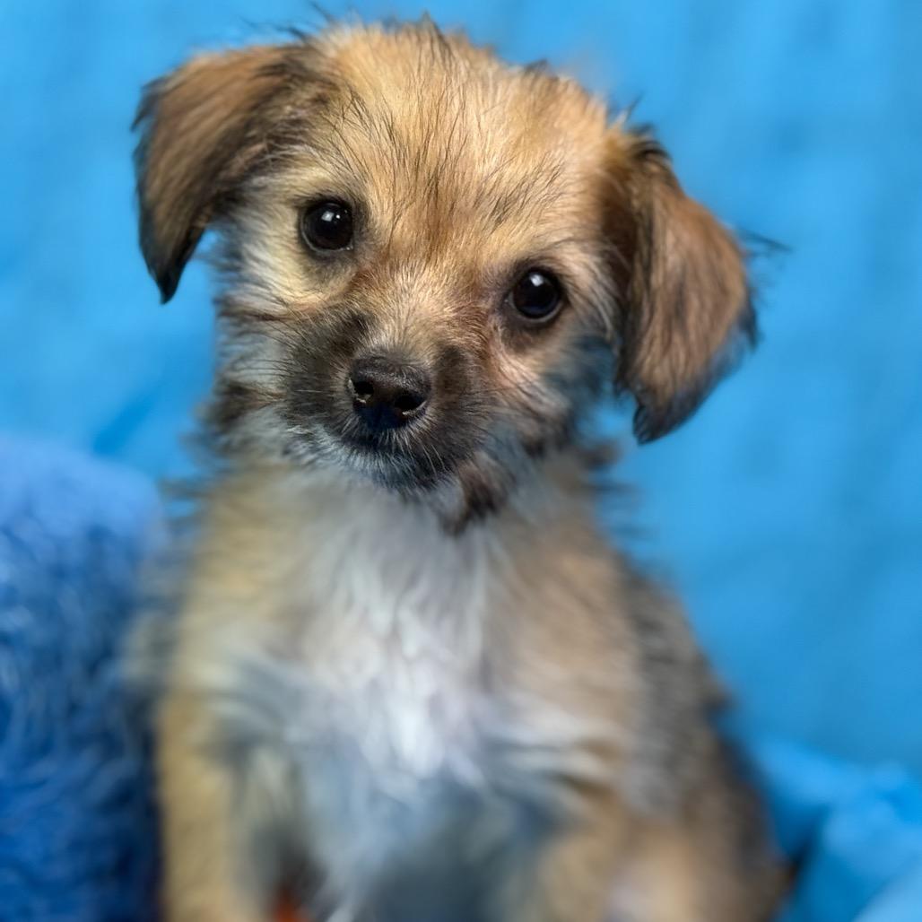 Enlarge Chicklet: Tiny and Sweet, an adopted mixed breed in San Antonio, TX image 5/6