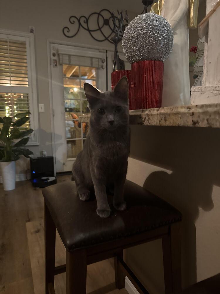 Dodger, Adoptable, Kitten Male Chartreux.