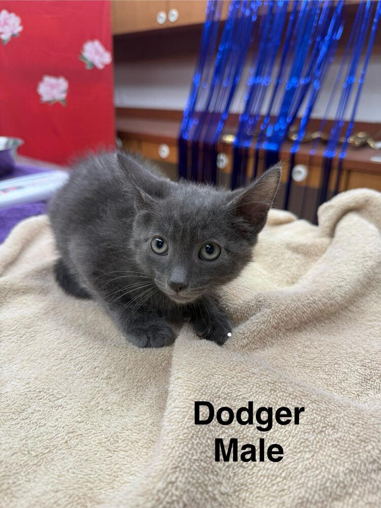 Enlarge Dodger, a Adoptable mixed breed in Lancaster, CA image 2/4