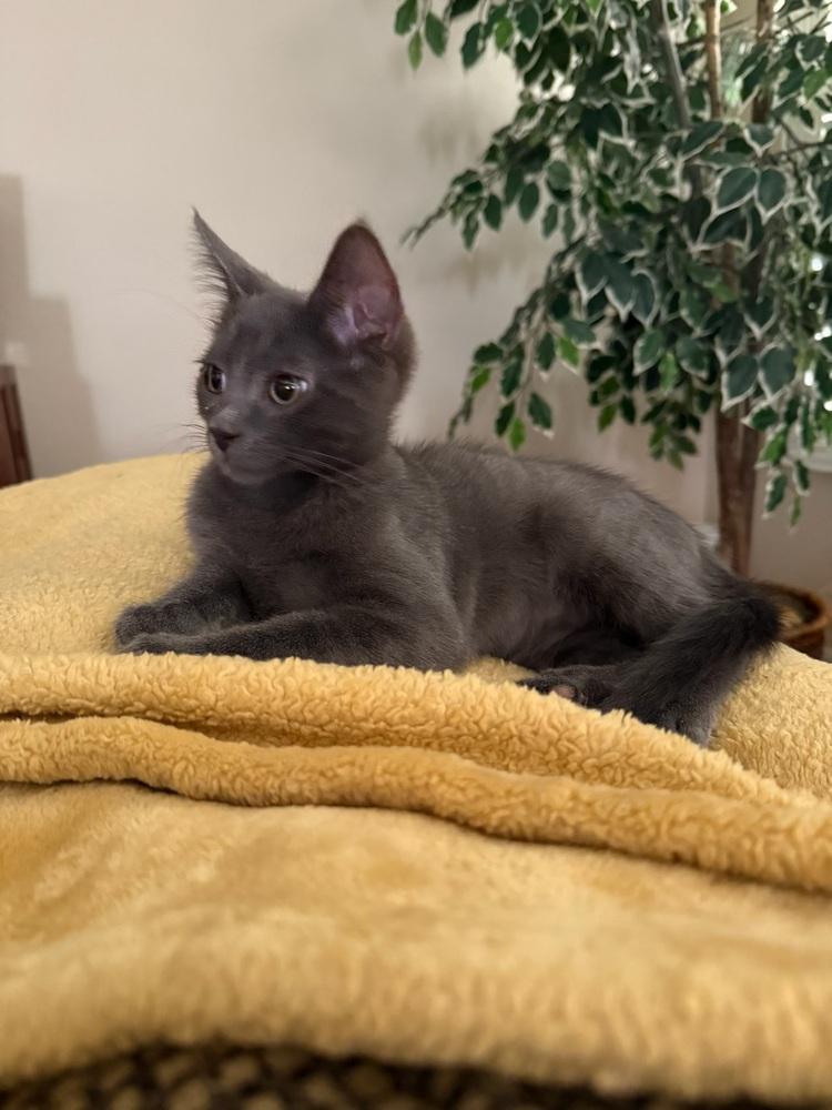 Enlarge Dodger, a Adoptable mixed breed in Lancaster, CA image 4/4