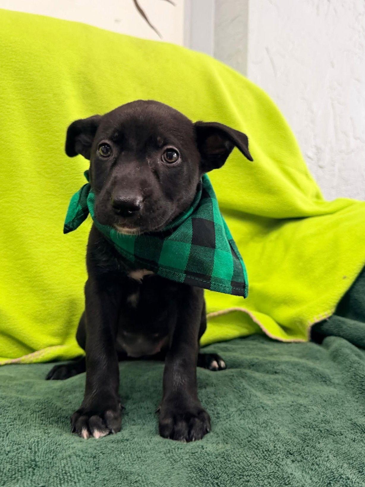 Florence, Adopted, Puppy Female Terrier.