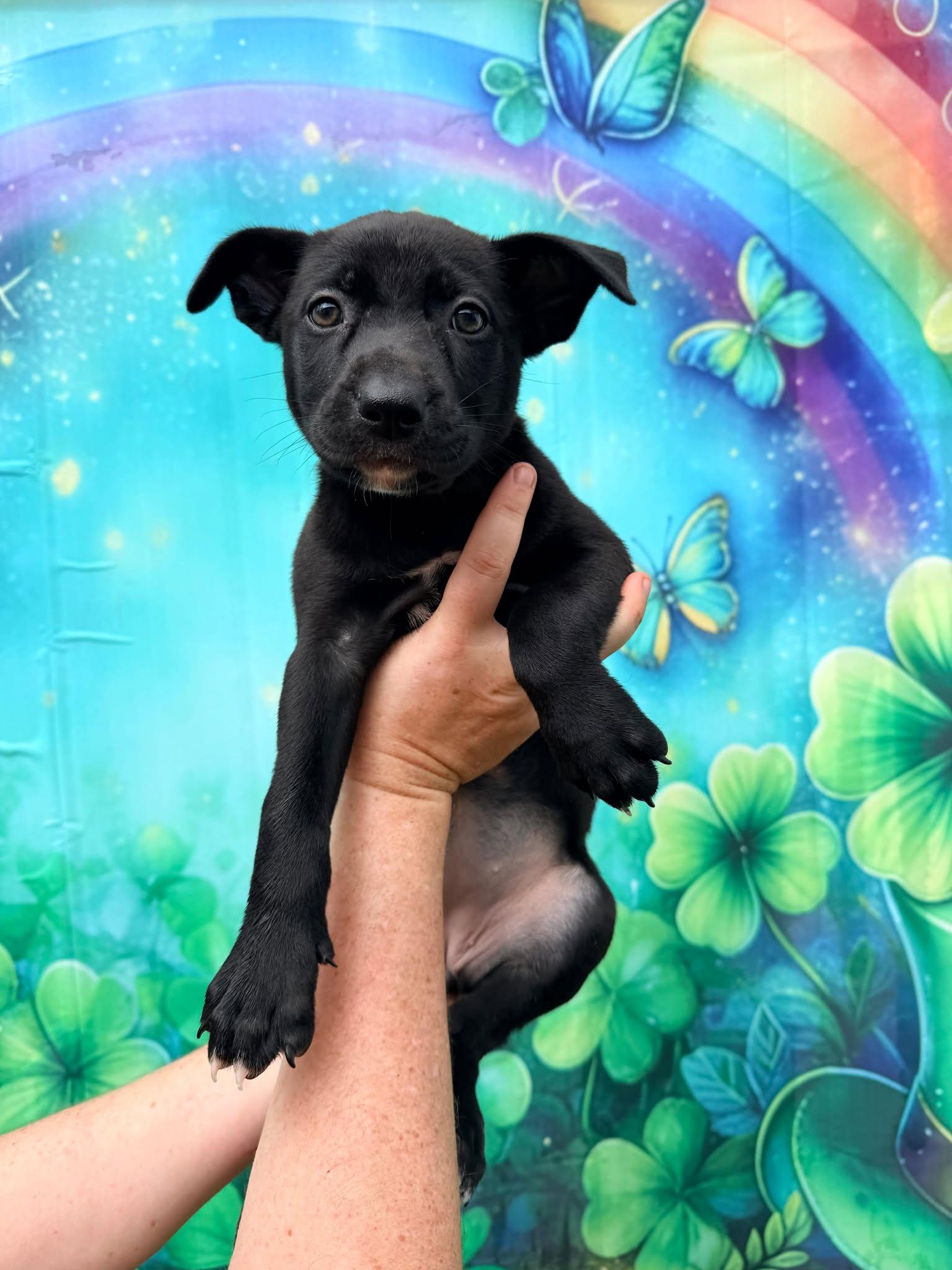 Enlarge Florence, a Adopted Terrier in Pompano Beach, FL image 2/3