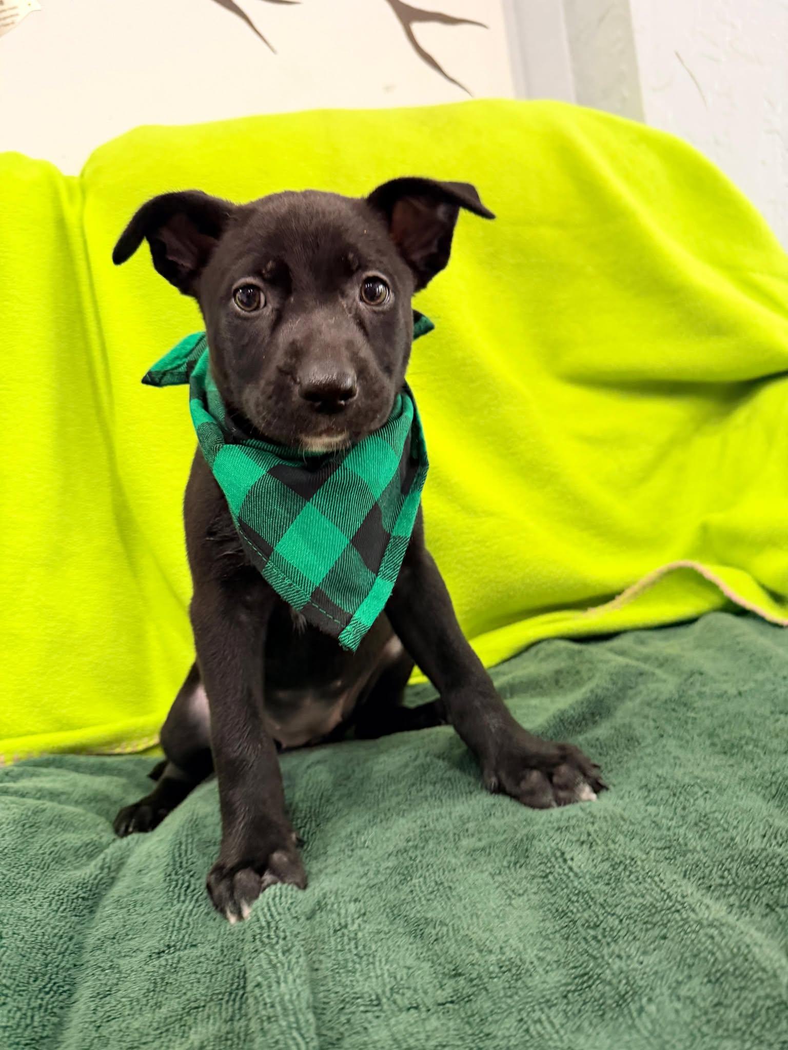 Enlarge Florence, a Adopted Terrier in Pompano Beach, FL image 3/3