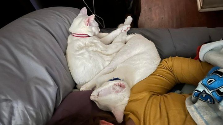 Olaf, Adopted, Kitten Male Turkish Angora.