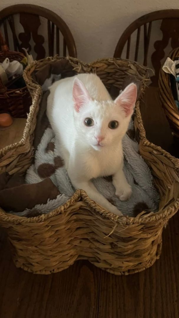 Enlarge Olaf, a Adopted mixed breed in Houston, TX image 4/6