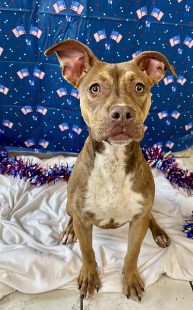 GENESIS, Adoptable, Young Female Labrador Retriever & Mixed Breed.