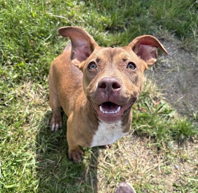 Enlarge GENESIS, a Adoptable mixed breed in Kalamazoo, MI image 1/1