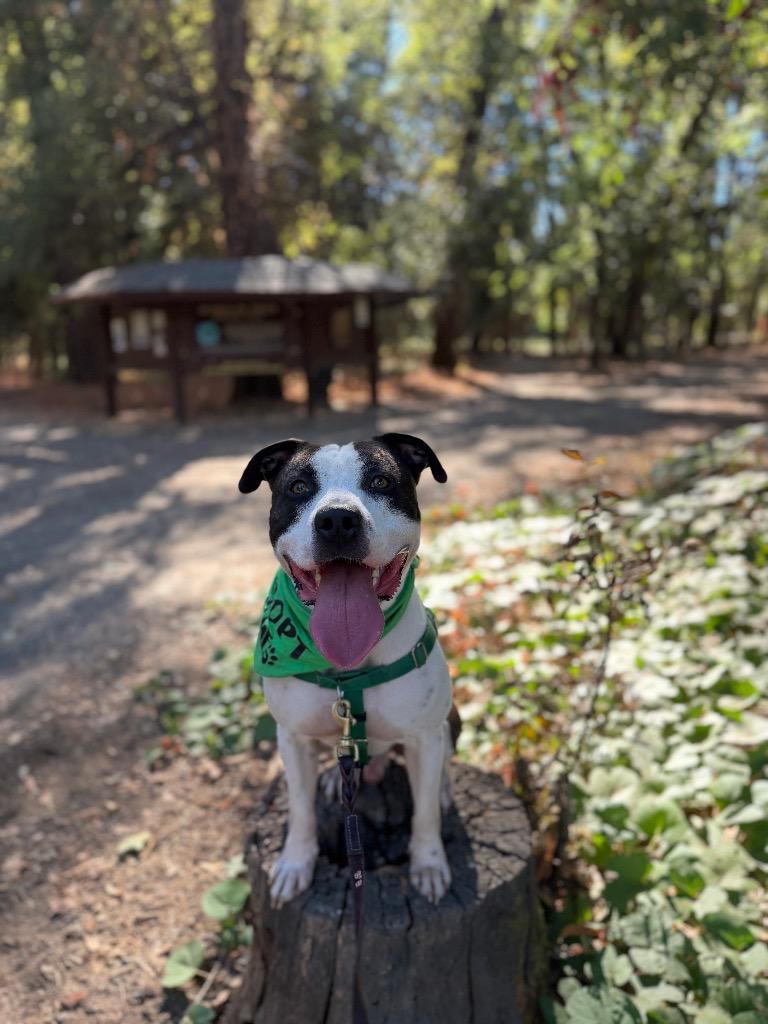 Bandit, Adoptable, Adult Male Pit Bull Terrier.