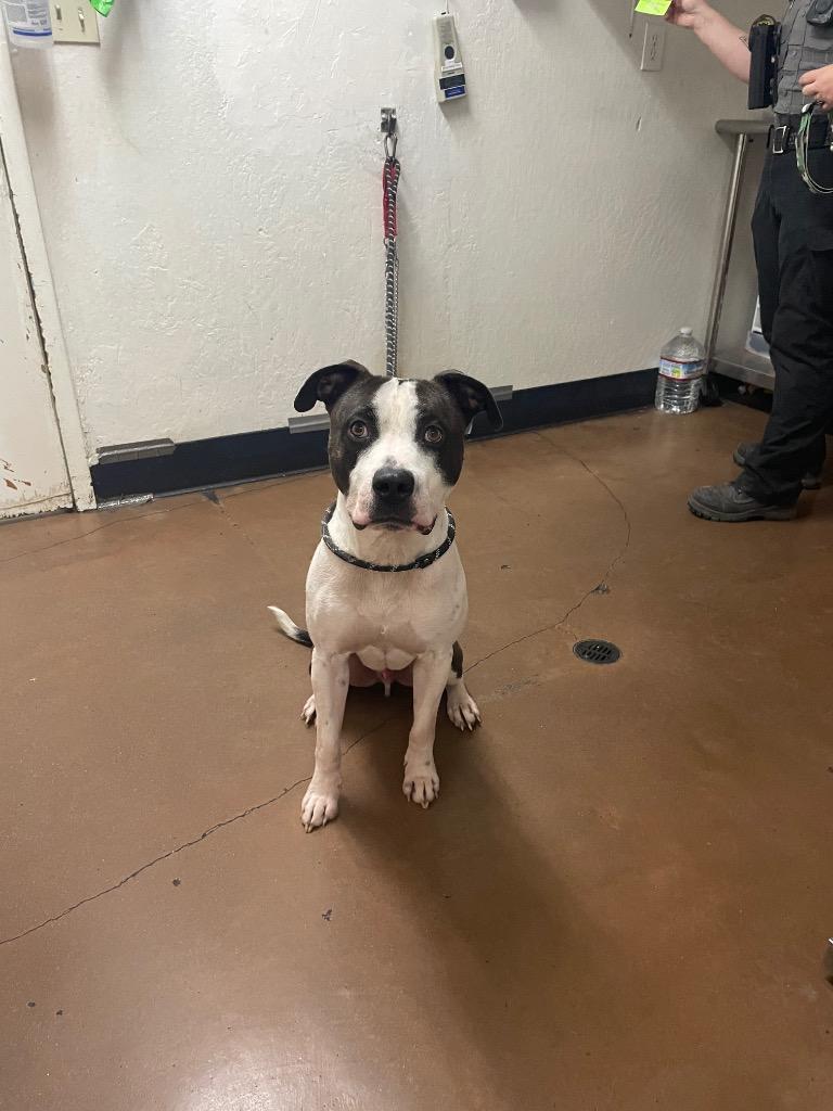 Enlarge Bandit, a Adoptable mixed breed in Chico, CA image 2/6