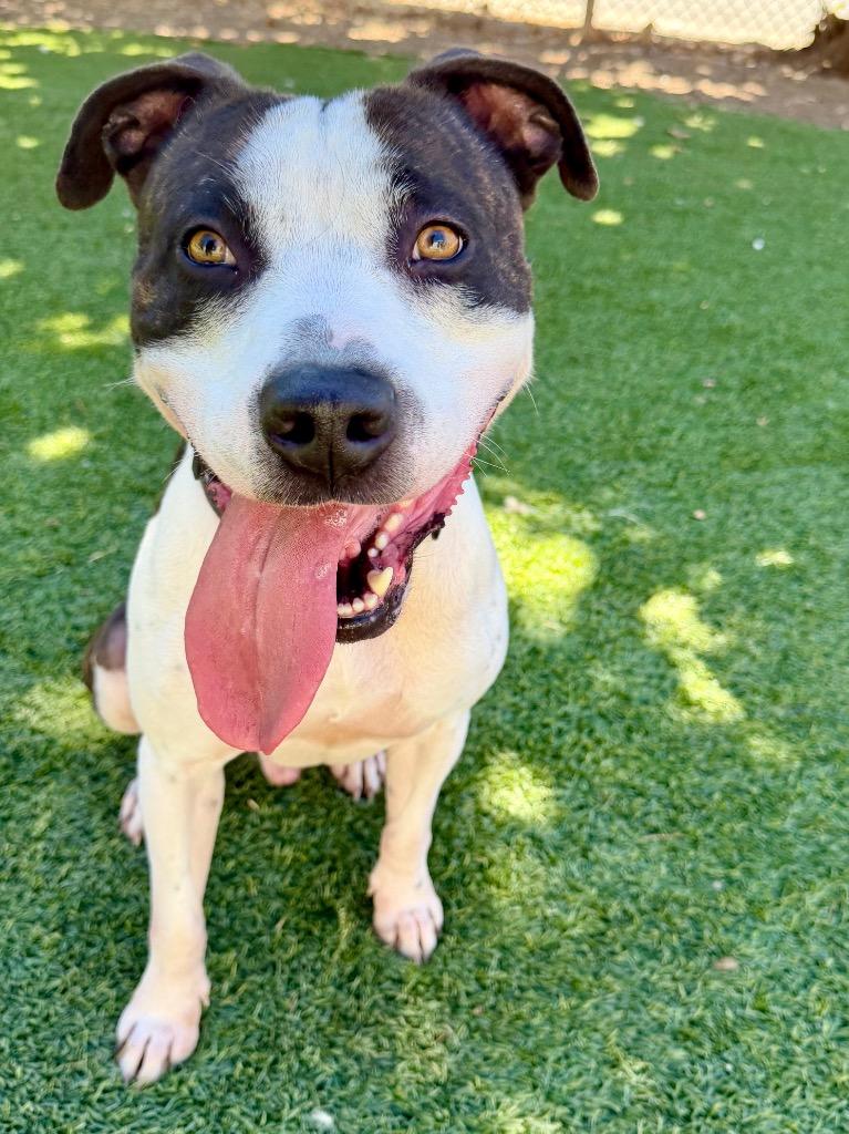Enlarge Bandit, a Adoptable mixed breed in Chico, CA image 3/6