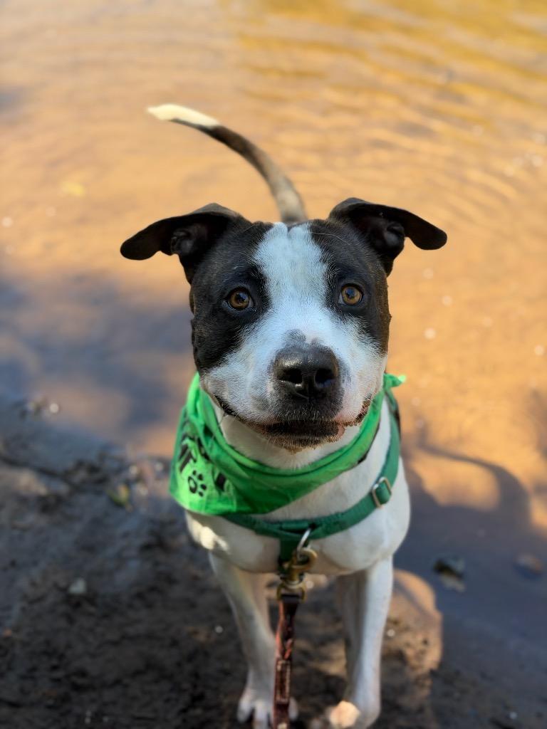 Enlarge Bandit, a Adoptable mixed breed in Chico, CA image 4/6
