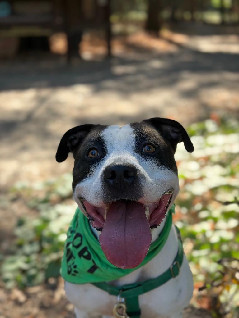 Enlarge Bandit, a Adoptable mixed breed in Chico, CA image 5/6