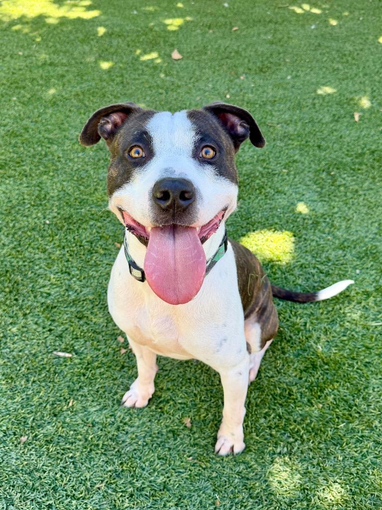 Enlarge Bandit, a Adoptable mixed breed in Chico, CA image 6/6