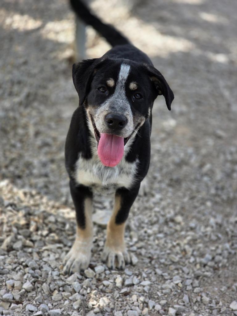 Blossom, Adoptable, Puppy Female Boxer & Mixed Breed.