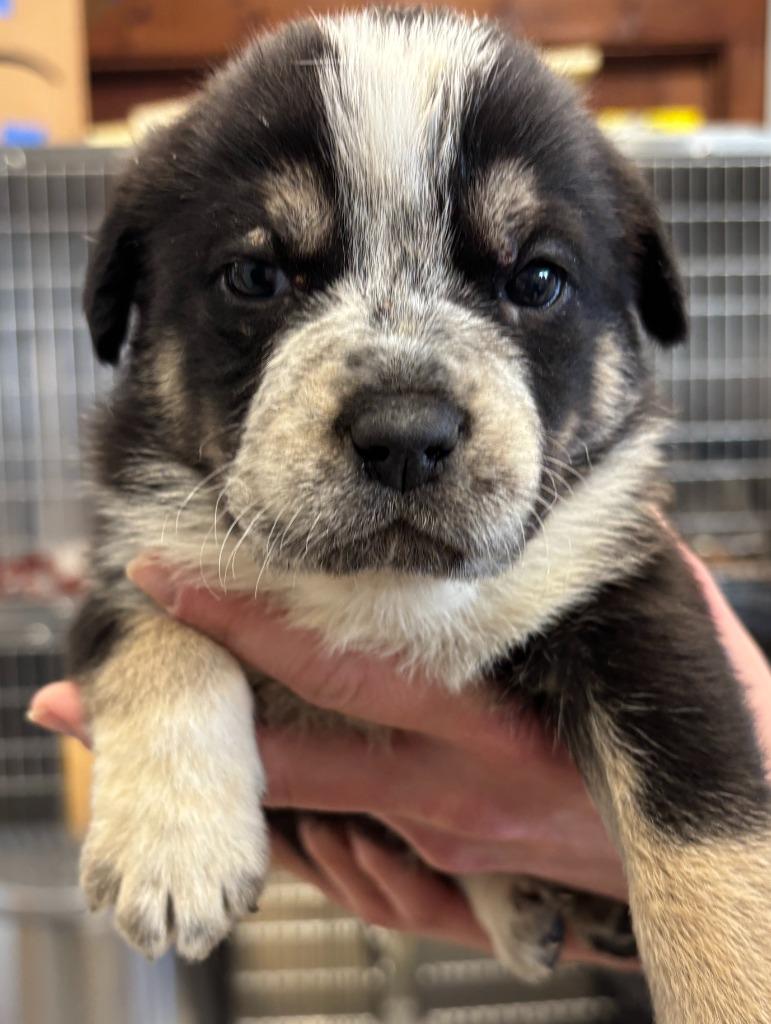 Enlarge Blossom, a Adoptable mixed breed in Carthage, MO image 2/4