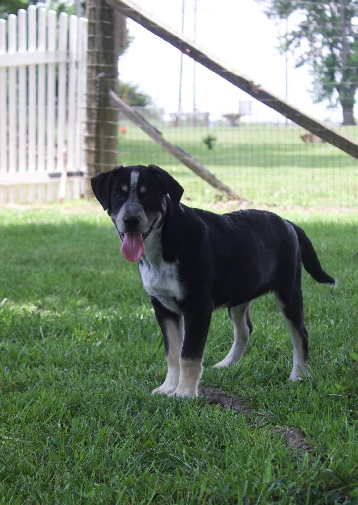 Enlarge Blossom, a Adoptable mixed breed in Carthage, MO image 3/4