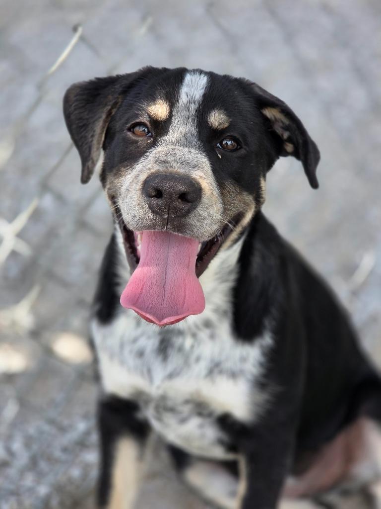 Enlarge Blossom, a Adoptable mixed breed in Carthage, MO image 4/4