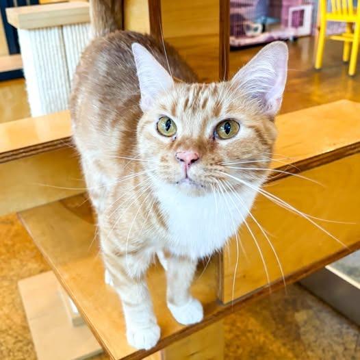 Oliver, Adoptable, Adult Male Domestic Short Hair.