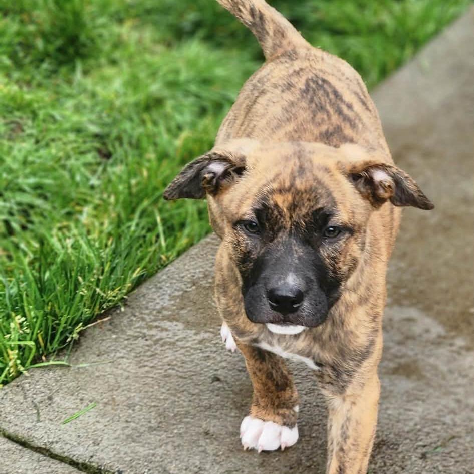 Enlarge Carly, a Adoptable mixed breed in Centralia, WA image 1/5