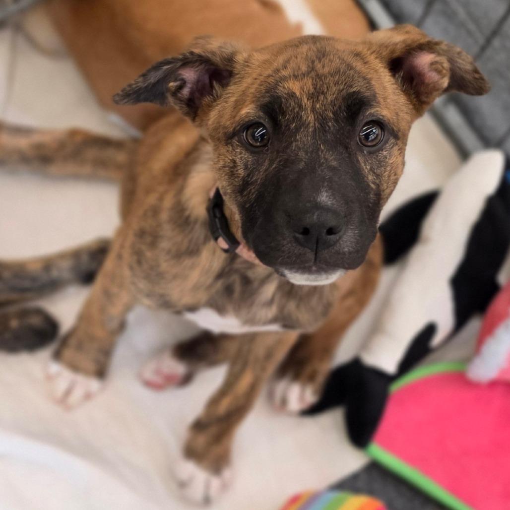 Enlarge Carly, a Adoptable mixed breed in Centralia, WA image 2/5