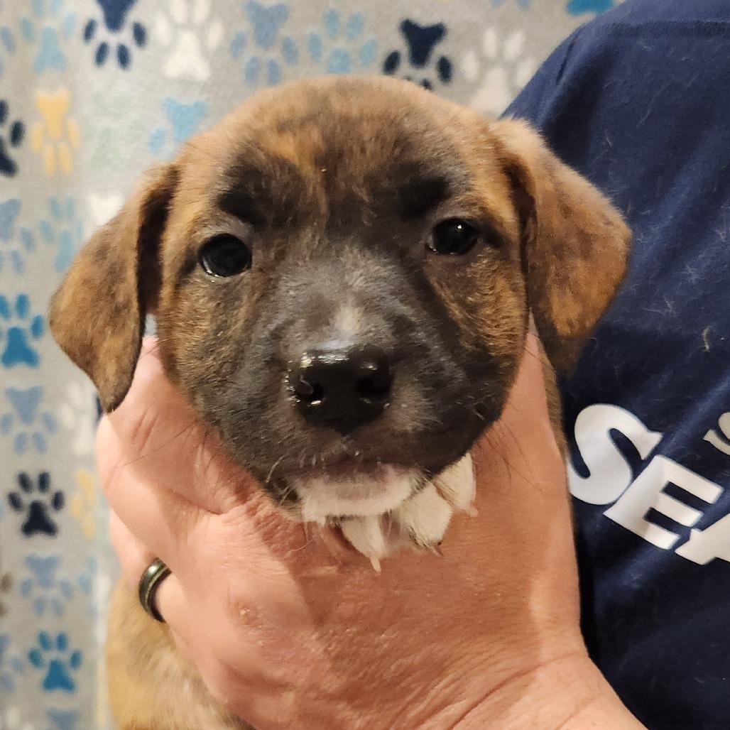 Enlarge Carly, a Adoptable mixed breed in Centralia, WA image 3/5