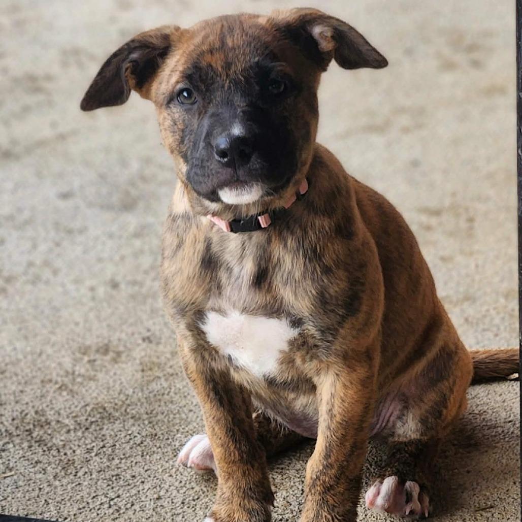 Enlarge Carly, a Adoptable mixed breed in Centralia, WA image 4/5