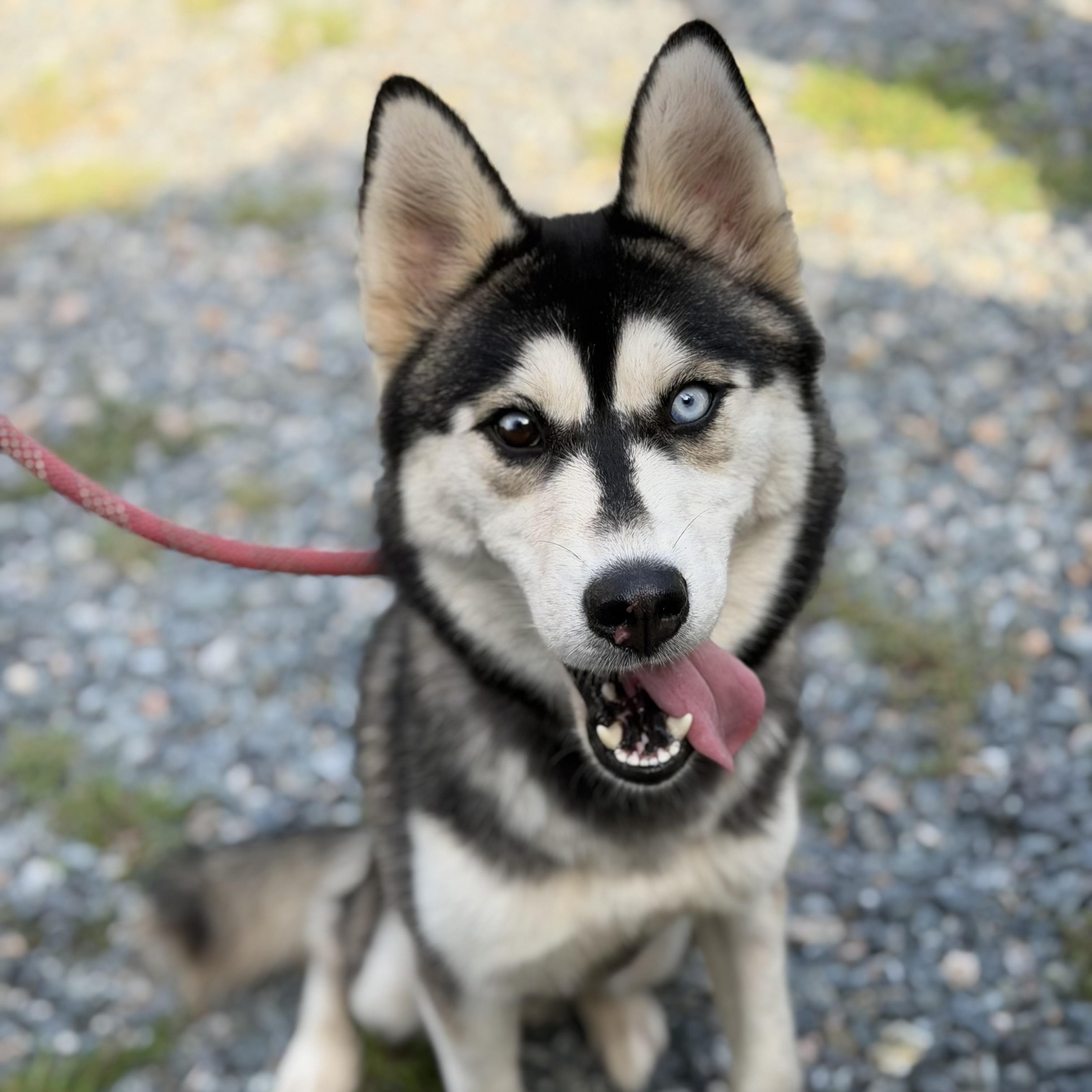 Shelly, Adoptable, Young Female Husky.