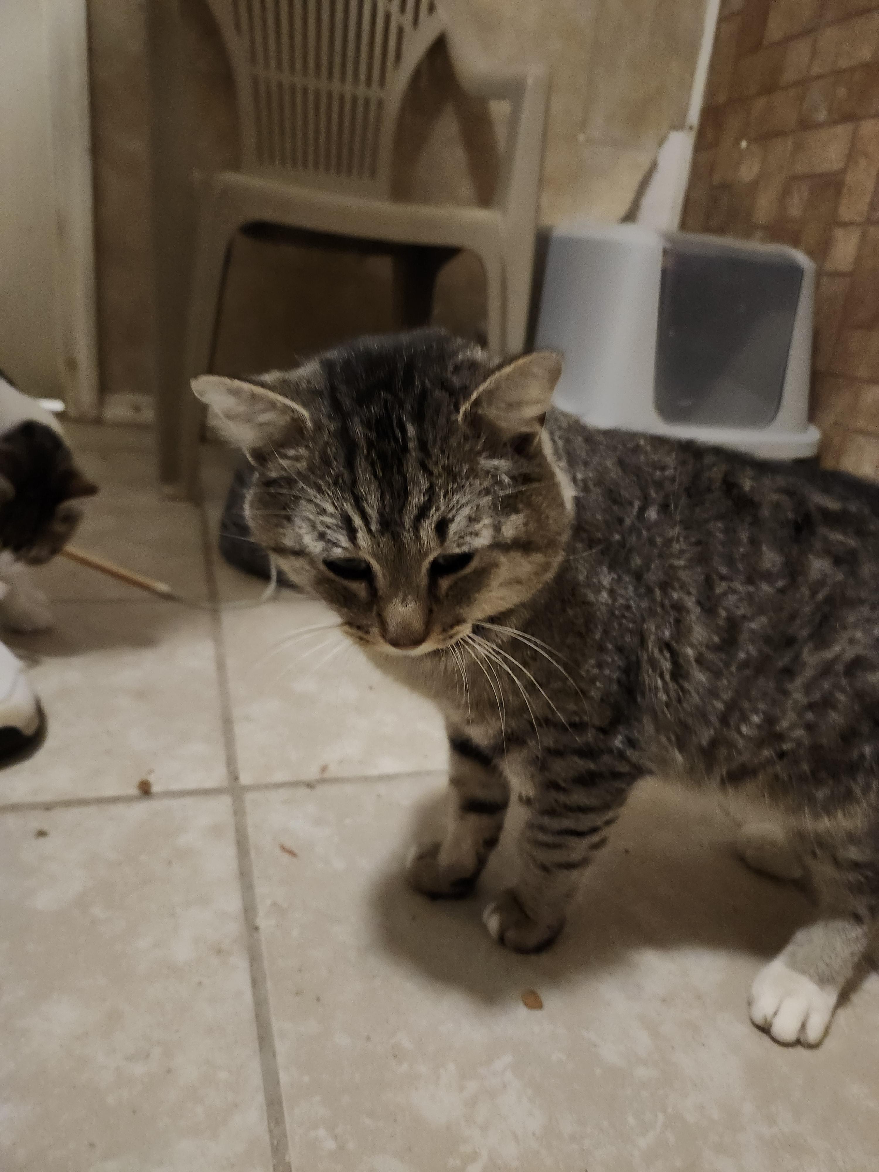 Enlarge Sumo, a Adopted Domestic Medium Hair in Hartselle, AL image 1/2