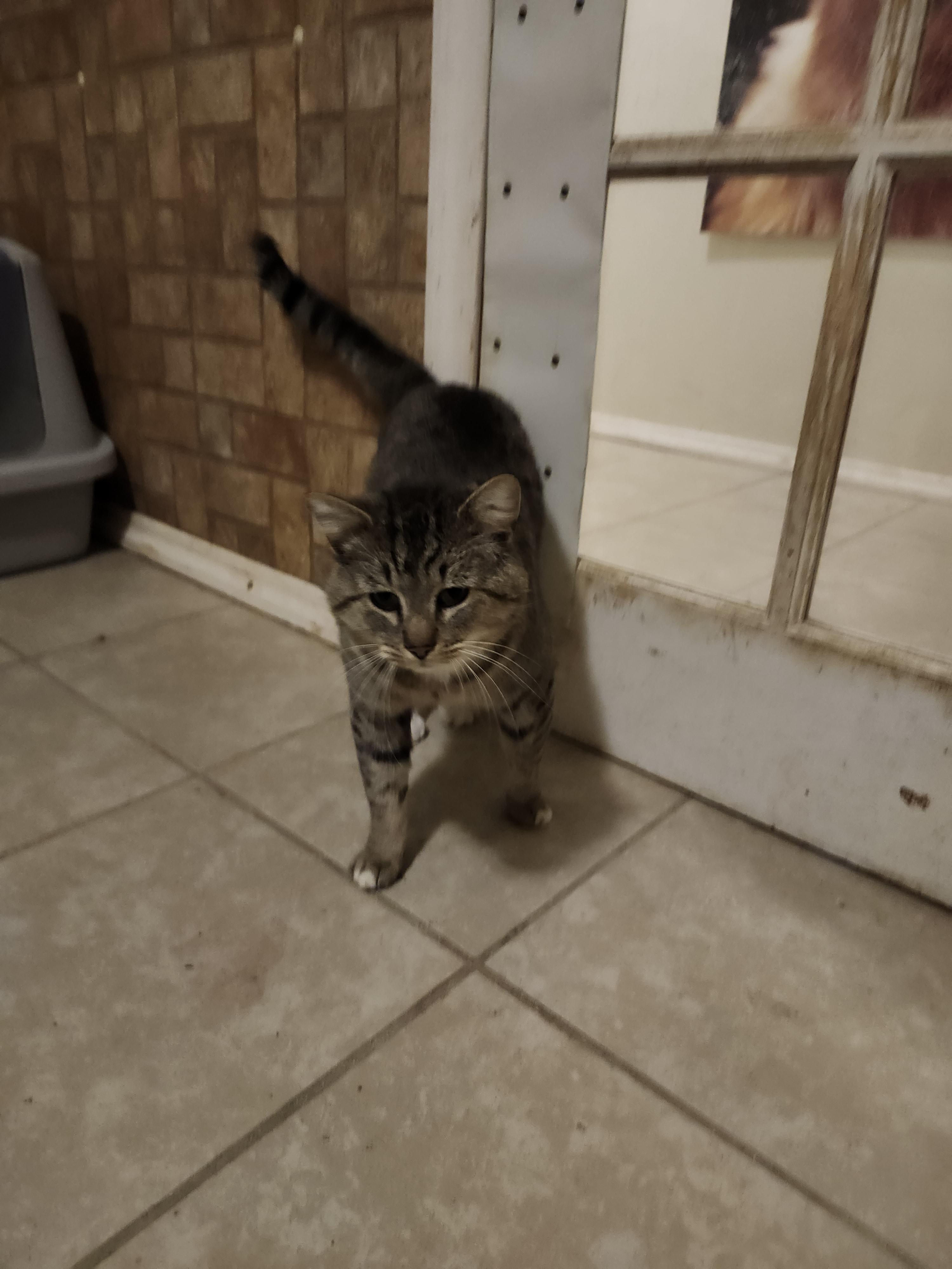 Enlarge Sumo, a Adopted Domestic Medium Hair in Hartselle, AL image 2/2