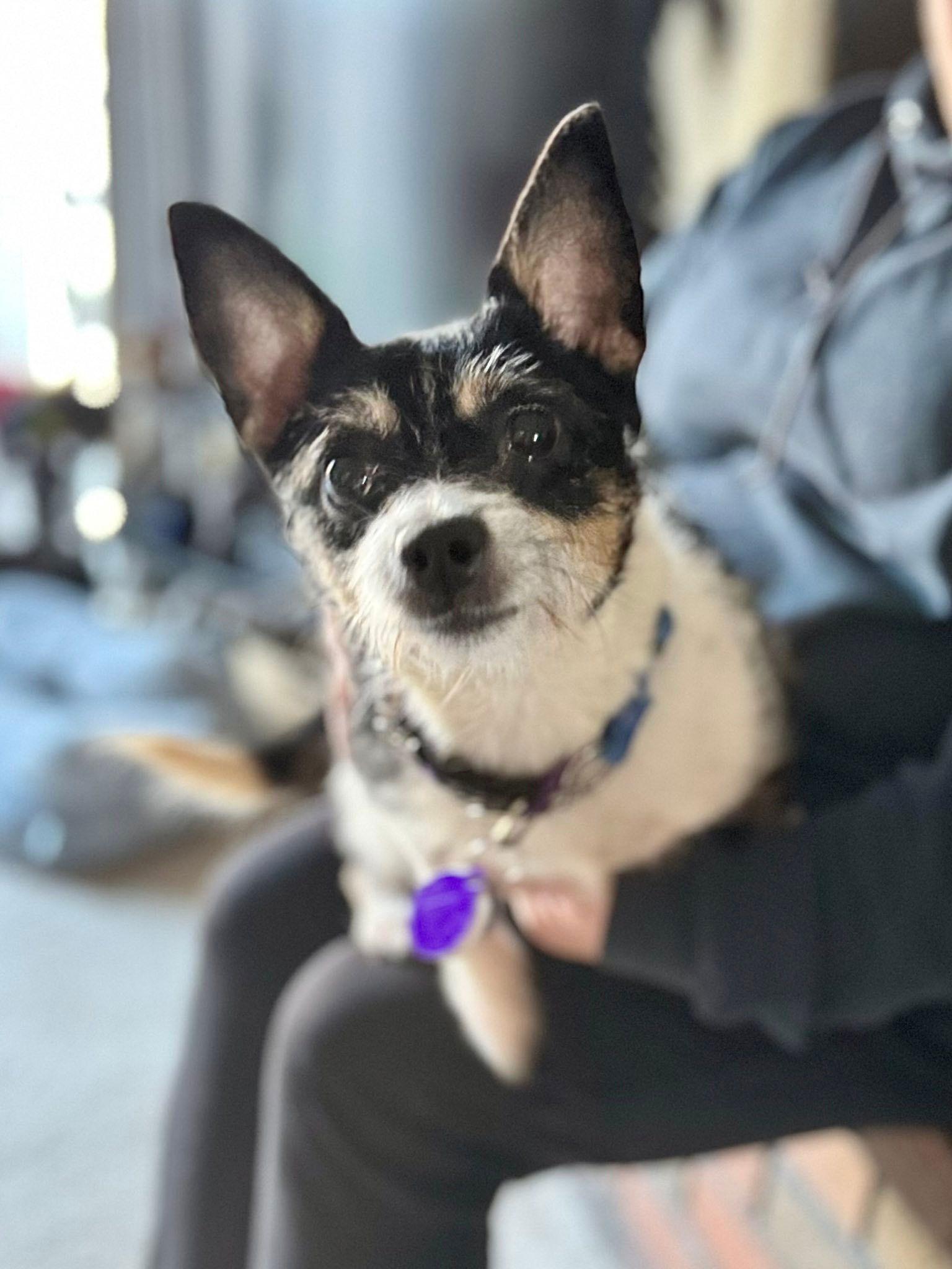 *Nile Egypt, Adoptable, Senior Female Chihuahua.