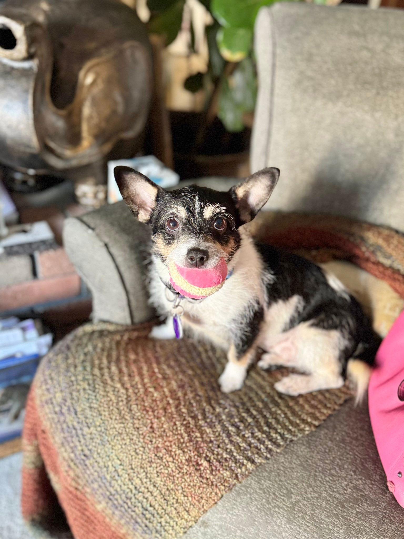 Enlarge *Nile Egypt, a Adoptable Chihuahua in Pittsburg, CA image 2/3