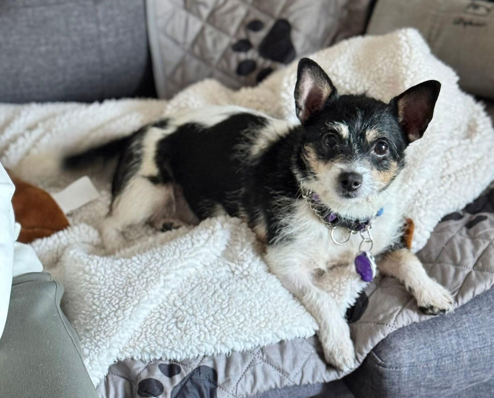 Enlarge *Nile Egypt, a Adoptable Chihuahua in Pittsburg, CA image 3/3