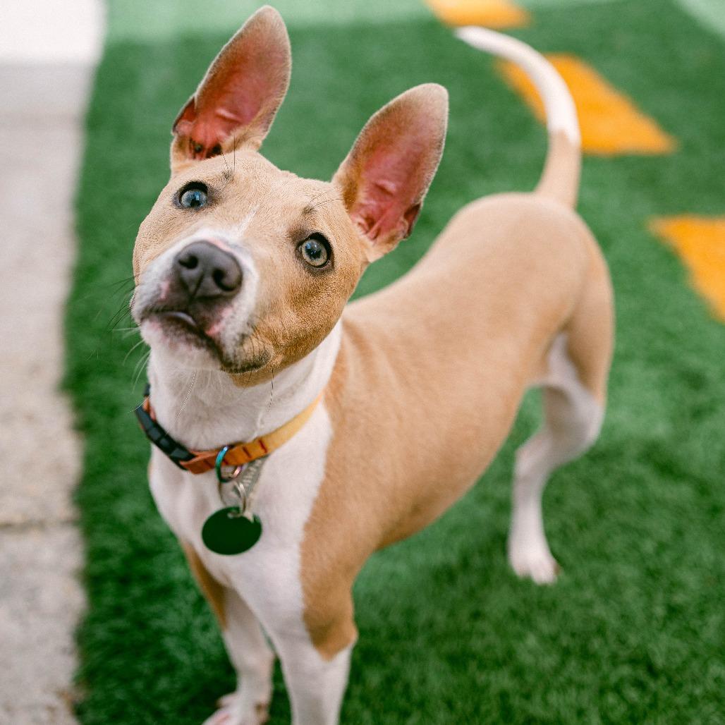 Mary Jane, a Adoptable mixed breed in New Orleans, LA image 1/6