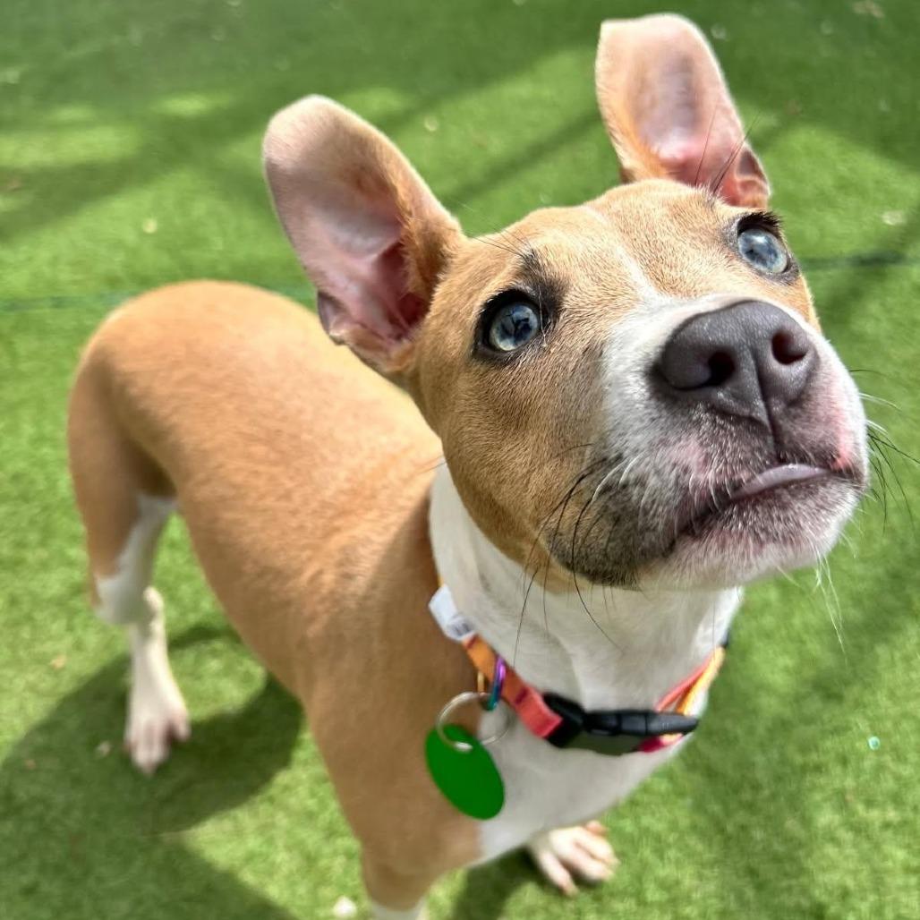Mary Jane, a Adoptable mixed breed in New Orleans, LA image 2/6
