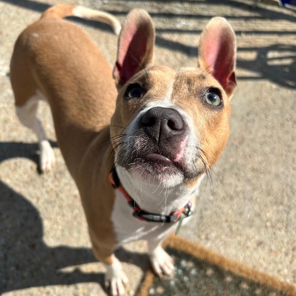 Mary Jane, a Adoptable mixed breed in New Orleans, LA image 3/6