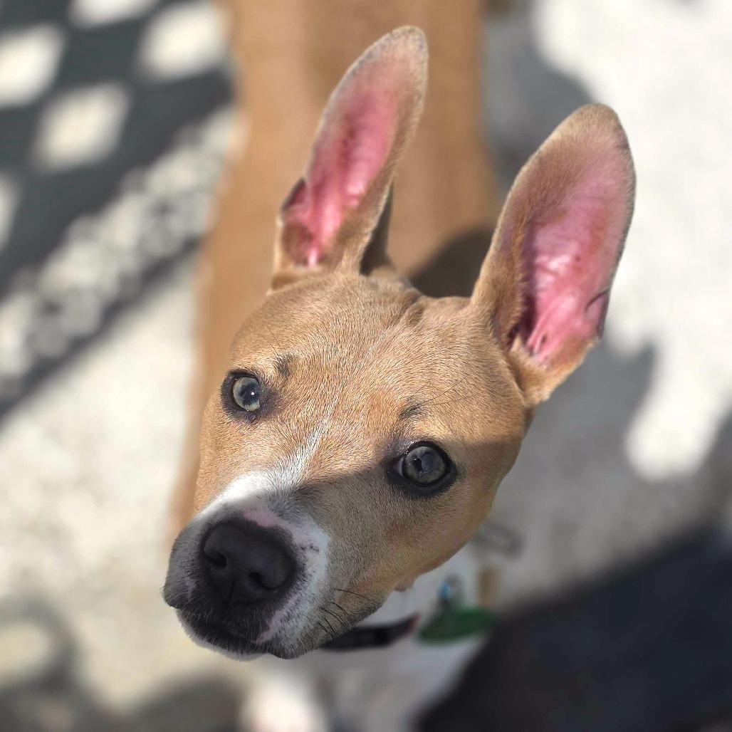 Mary Jane, a Adoptable mixed breed in New Orleans, LA image 4/6