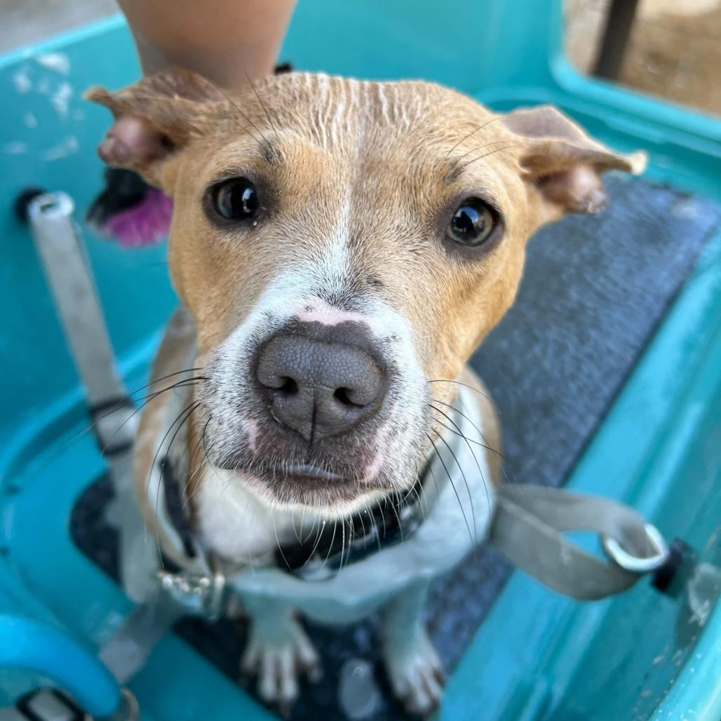 Mary Jane, a Adoptable mixed breed in New Orleans, LA image 5/6