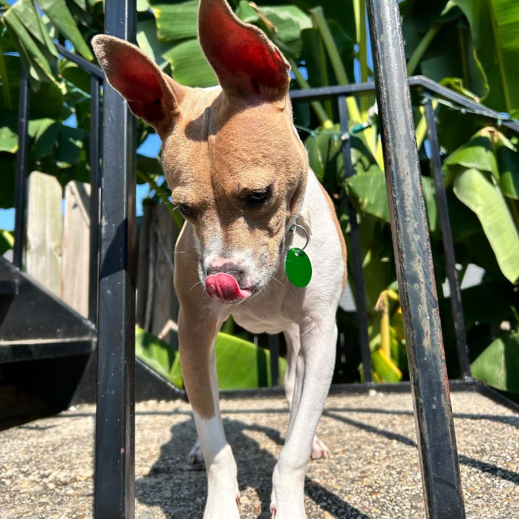 Mary Jane, a Adoptable mixed breed in New Orleans, LA image 6/6