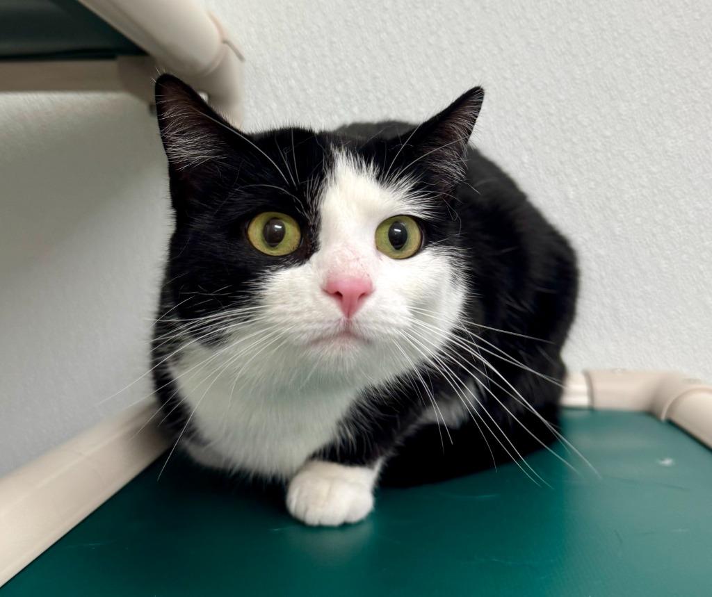 Sylvester, Adoptable, Young Female Domestic Short Hair.