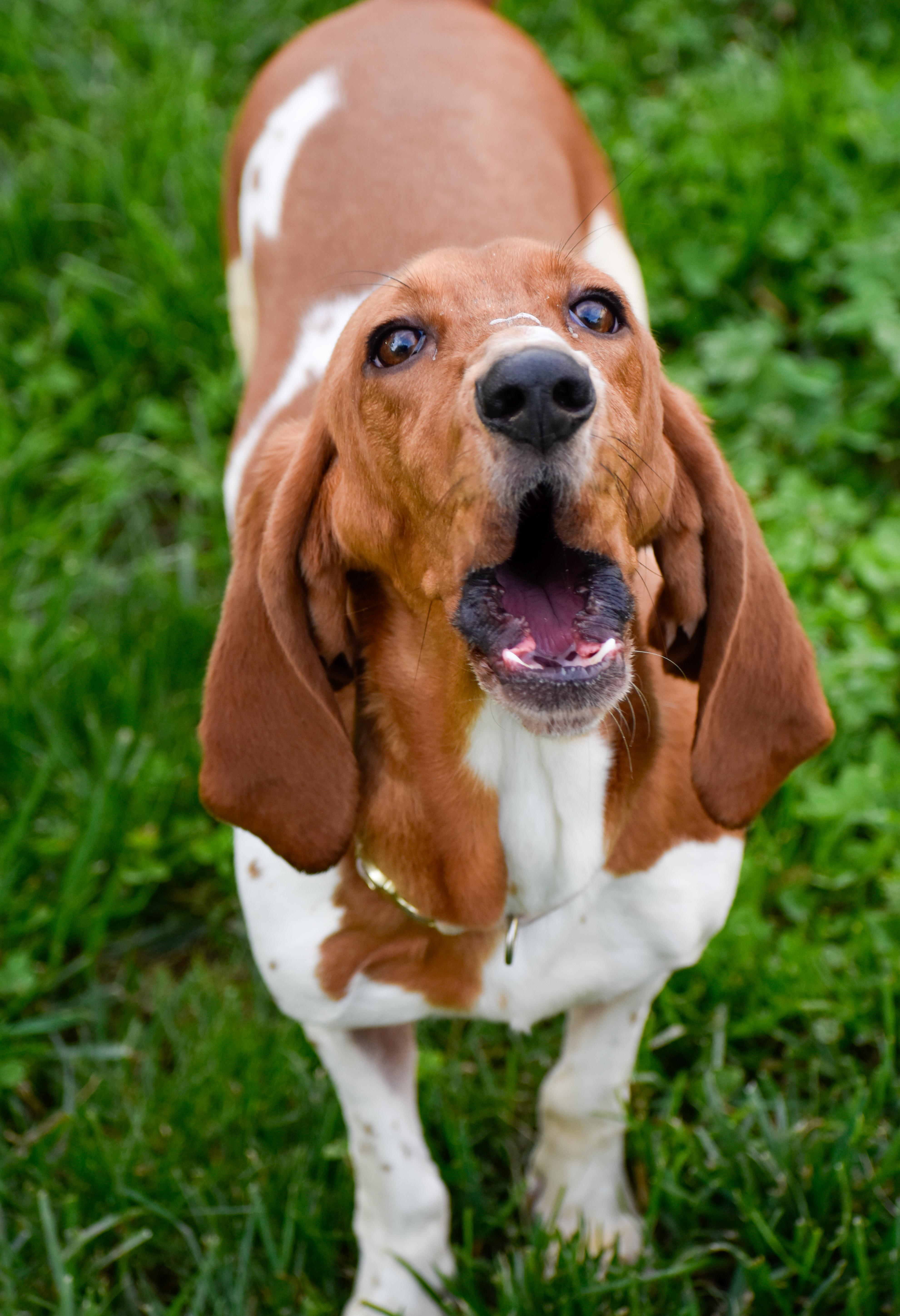 Minnie, a ADOPTABLE Basset Hound in Indianapolis, IN image 5/5