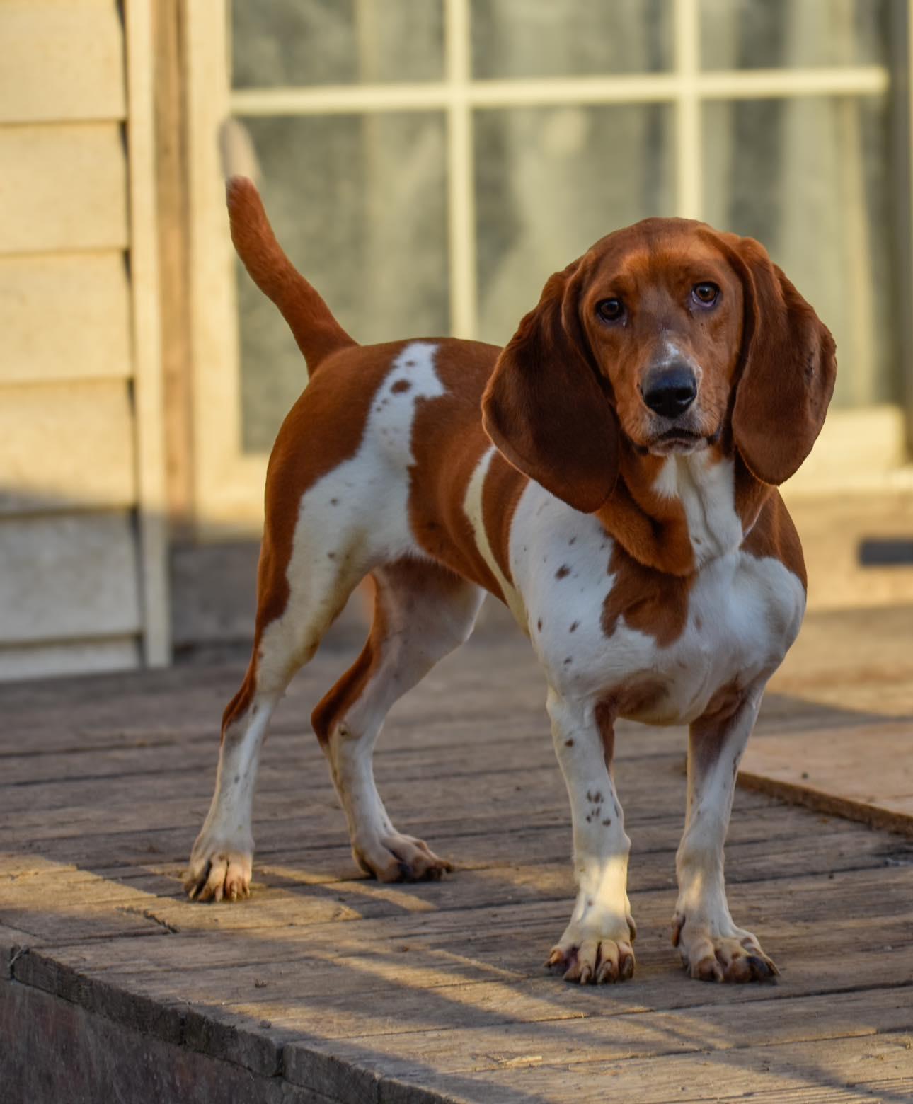 Enlarge Minnie, a ADOPTABLE Basset Hound in Indianapolis, IN image 1/2