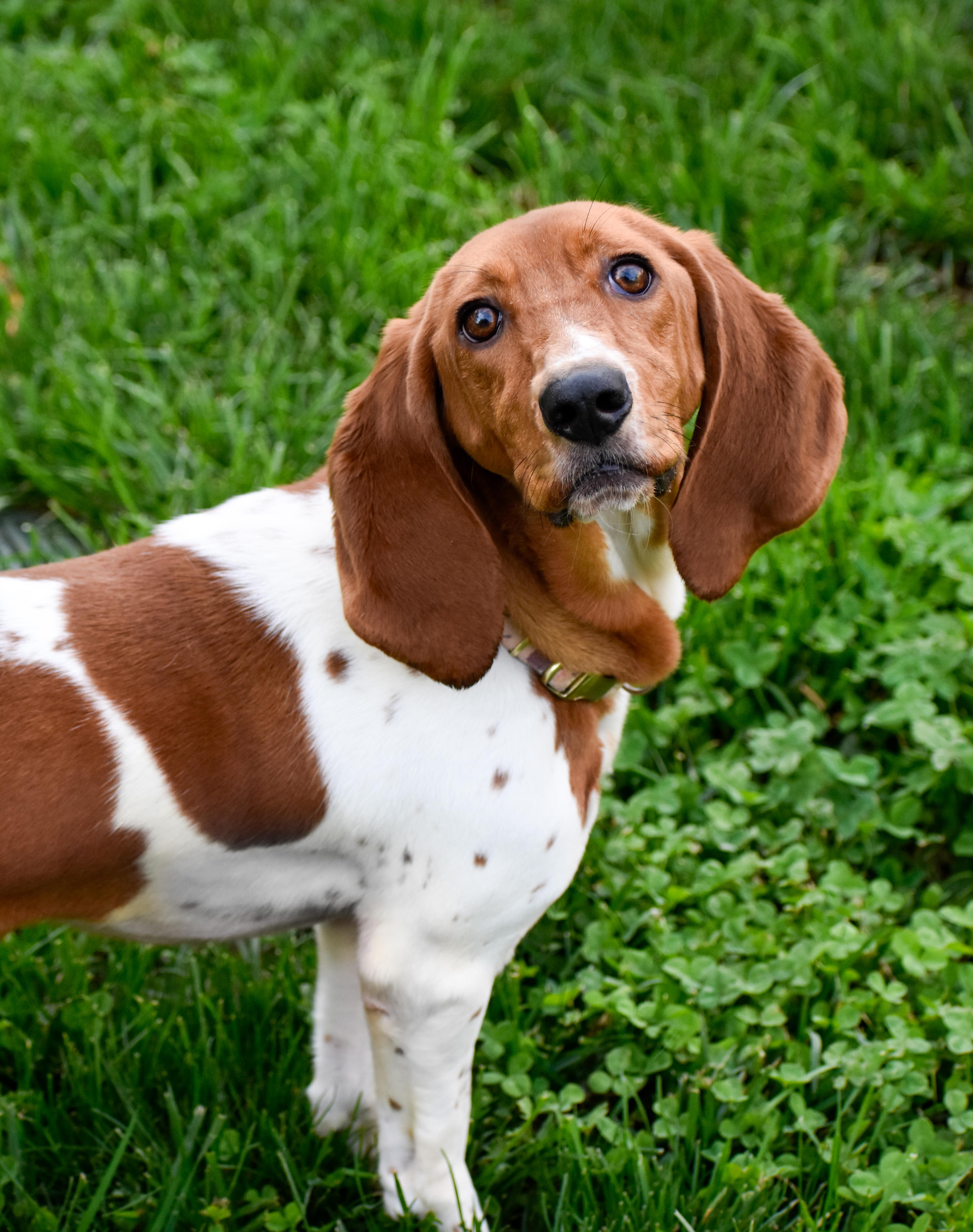 Minnie, a ADOPTABLE Basset Hound in Indianapolis, IN image 4/5