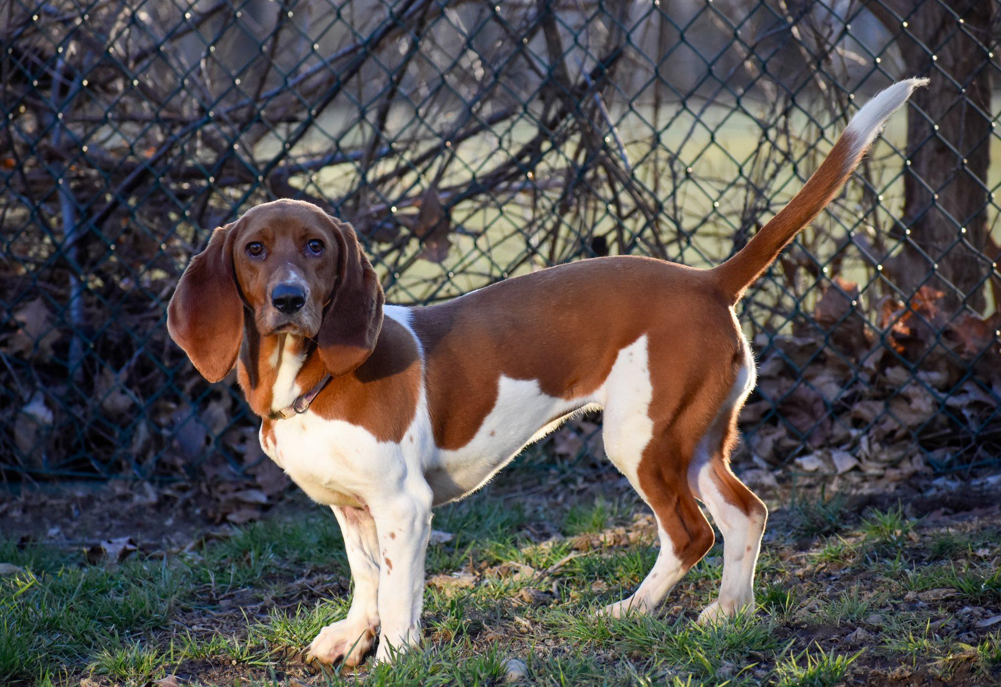 Enlarge Minnie, a ADOPTABLE Basset Hound in Indianapolis, IN image 2/2