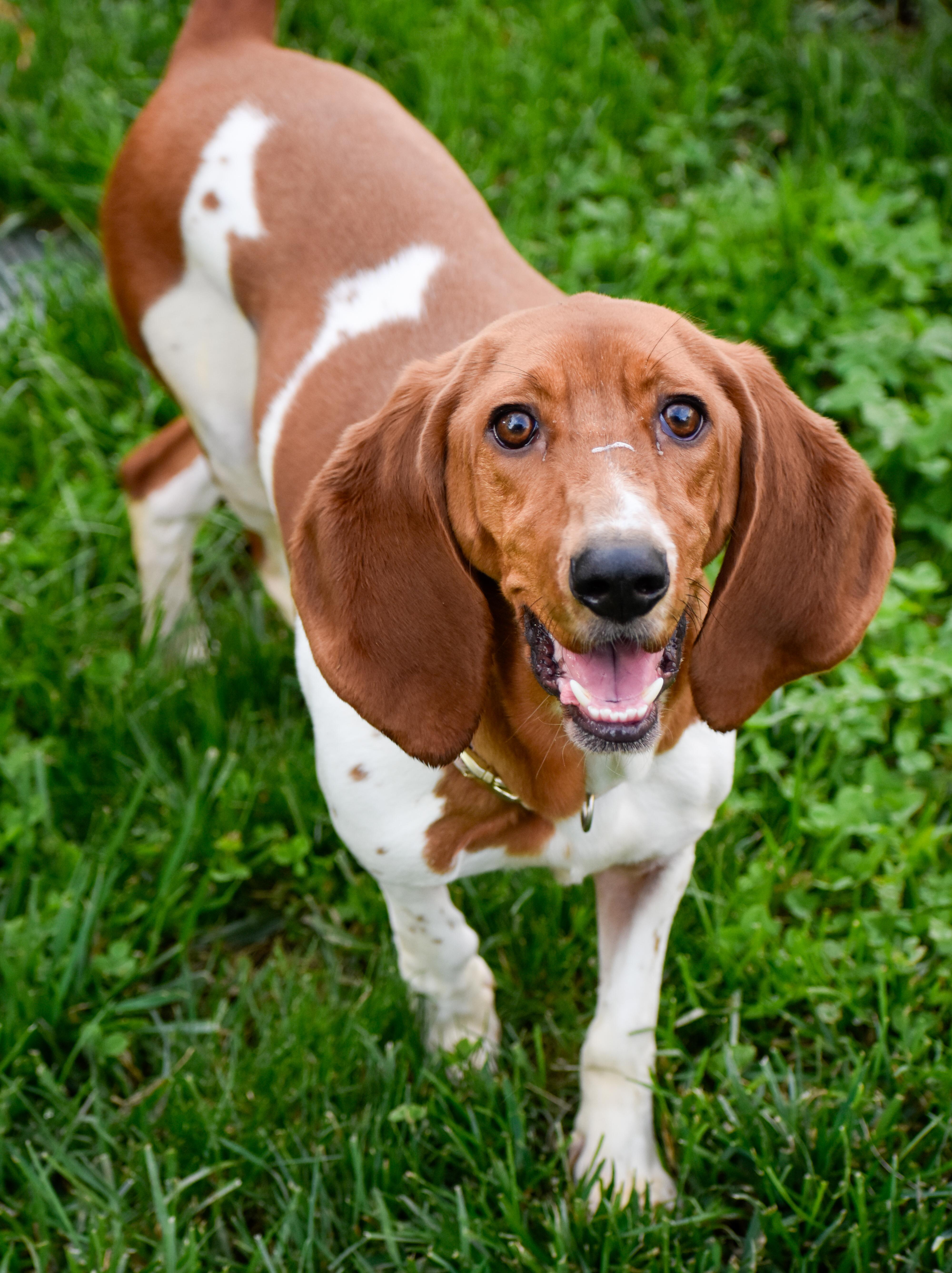 Minnie, ADOPTABLE, Young Female Basset Hound.