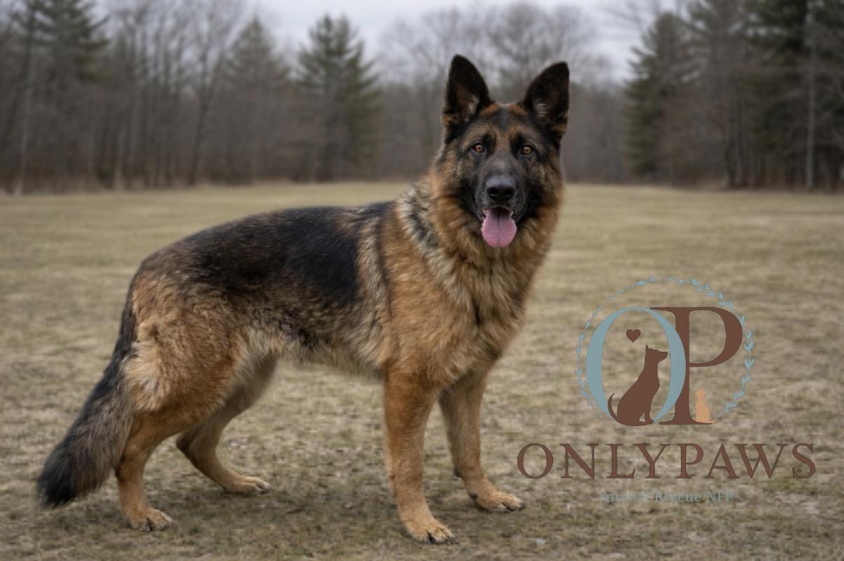 Ziva, ADOPTABLE, Adult Female German Shepherd Dog.